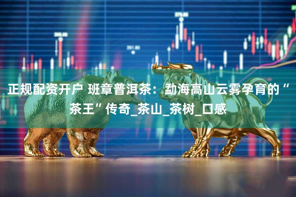 正规配资开户 班章普洱茶：勐海高山云雾孕育的“茶王”传奇_茶山_茶树_口感